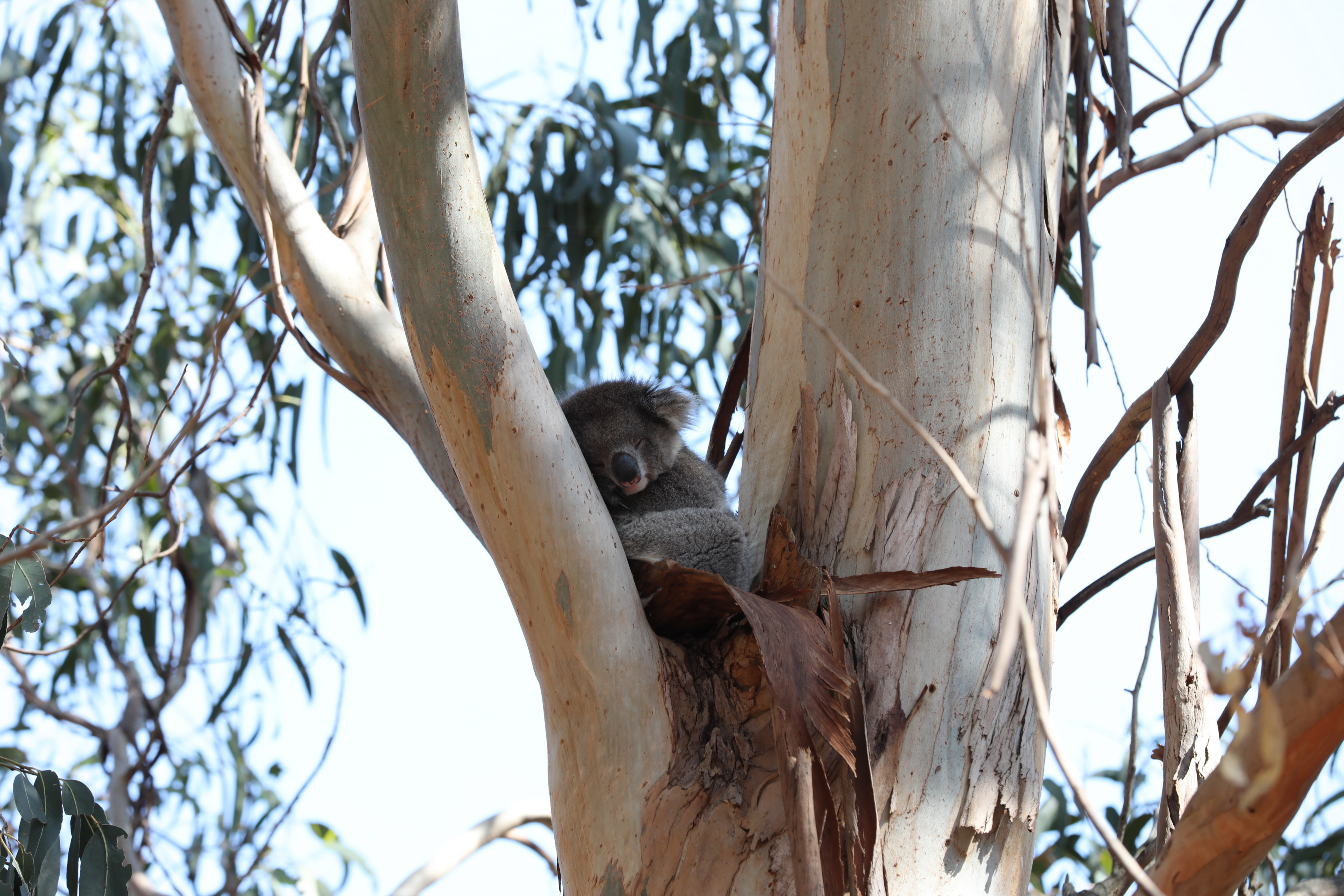 2019 10 01 10 18 00 Canon EOS 5D Mark IV 0003